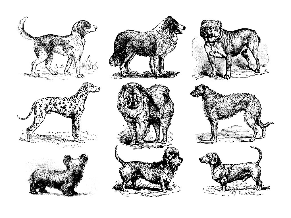 免費激光雕刻舊式狗文件